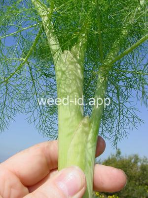 fennel
