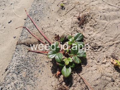Fragaria chiloensis