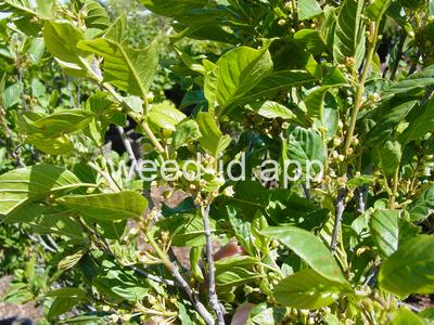 buckthorn, alder