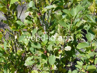 buckthorn, alder