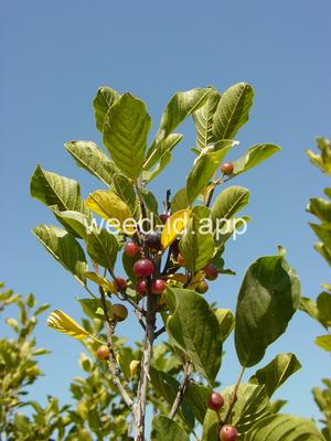 buckthorn, alder
