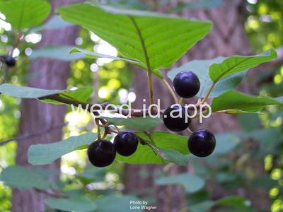 buckthorn, alder
