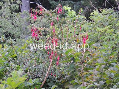 Fuchsia magellanica