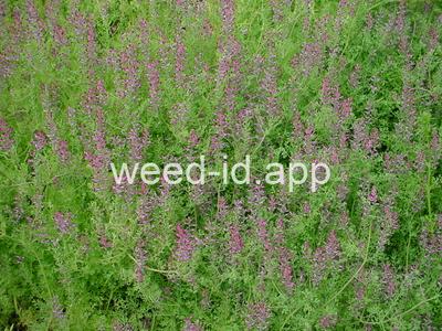 fumitory