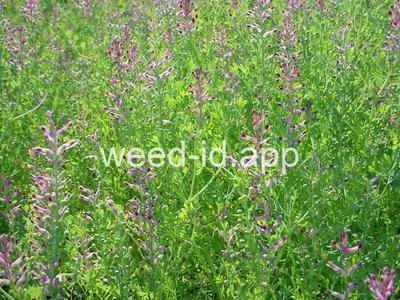 fumitory