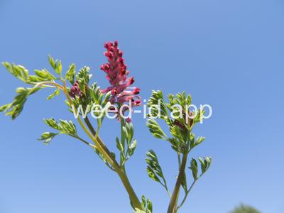 fumitory