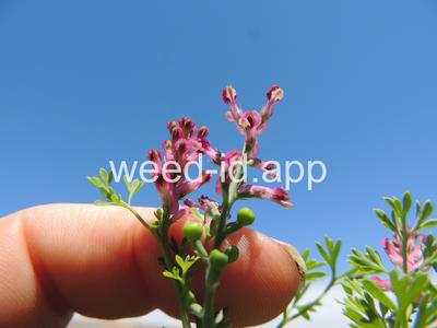 fumitory