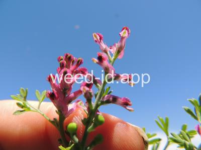 fumitory