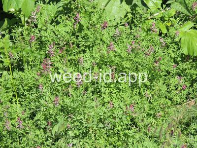 fumitory