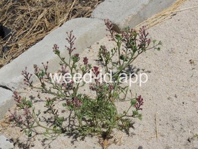 fumitory