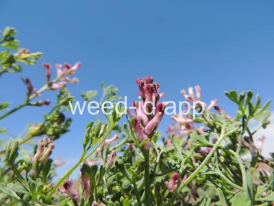fumitory