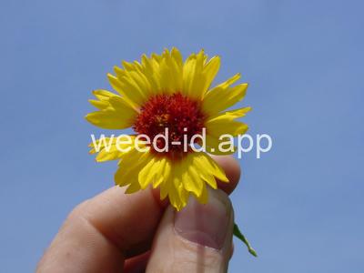 Gaillardia aristata