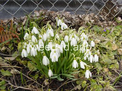 Galanthus nivalis