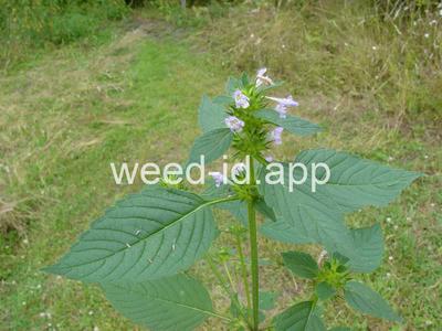 hempnettle, common