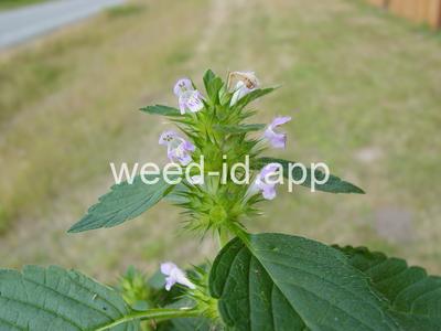 hempnettle, common