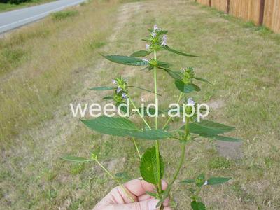 hempnettle, common