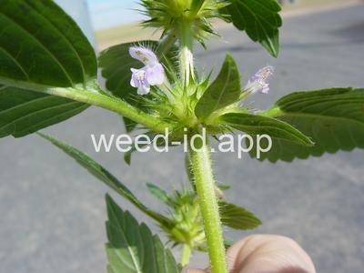 hempnettle, common
