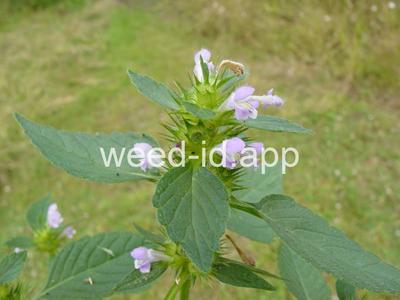 hempnettle, common