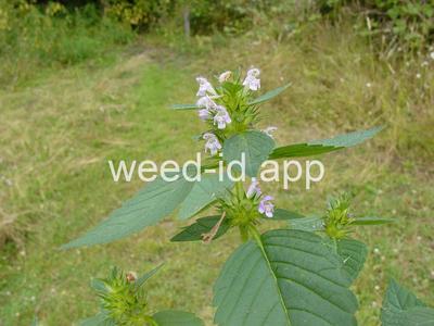 hempnettle, common