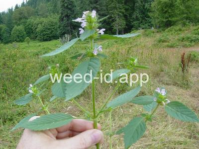 hempnettle, common