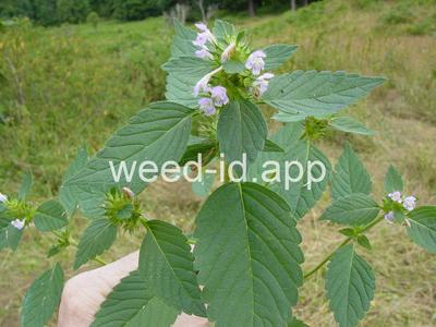 hempnettle, common