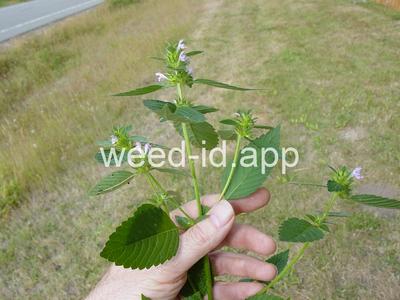 hempnettle, common
