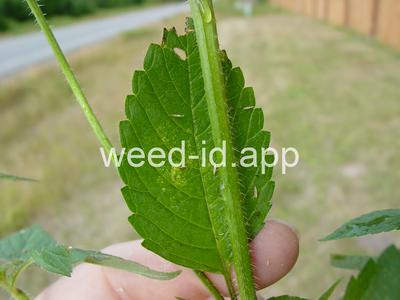 hempnettle, common