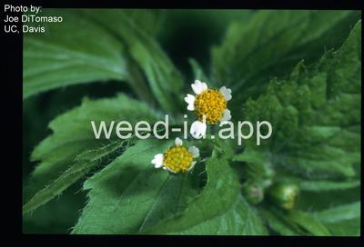 galinsoga, smallflower