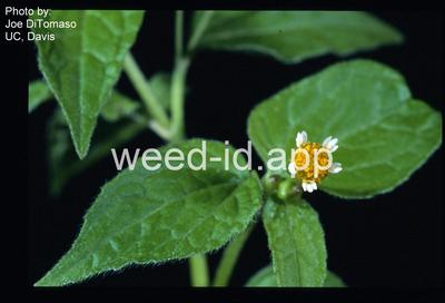 galinsoga, smallflower