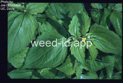 galinsoga, smallflower