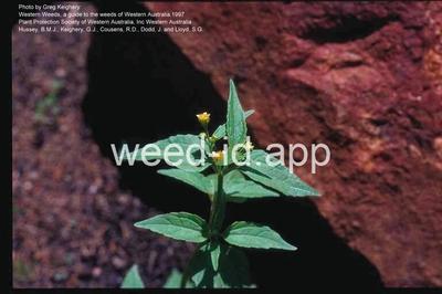 galinsoga, smallflower