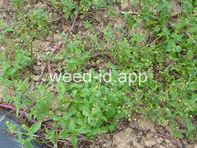 galinsoga, hairy