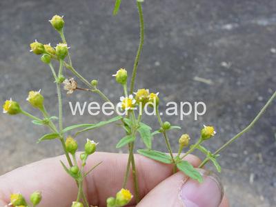 galinsoga, hairy