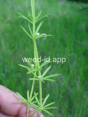 bedstraw, catchweed