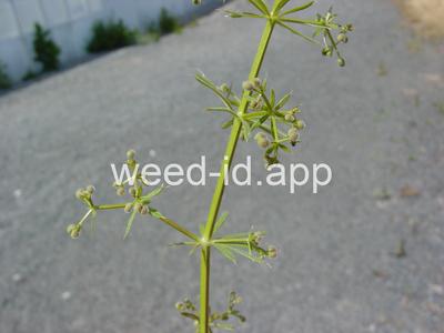 bedstraw, catchweed