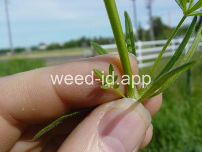 bedstraw, catchweed