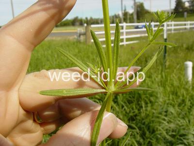 bedstraw, catchweed