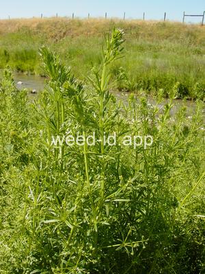 bedstraw, catchweed