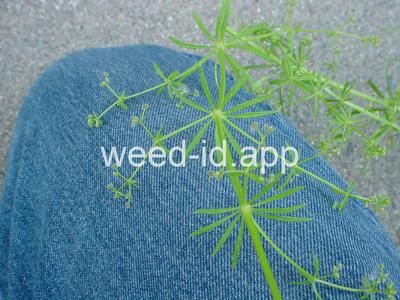 bedstraw, catchweed