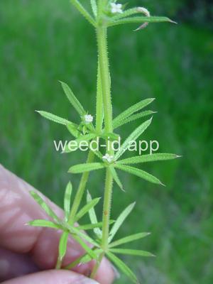 bedstraw, catchweed