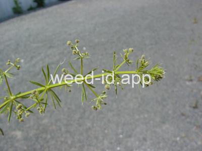 bedstraw, catchweed