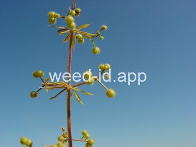 bedstraw, catchweed