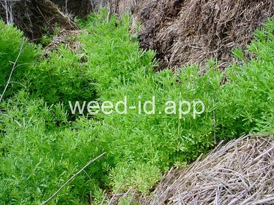 bedstraw, catchweed