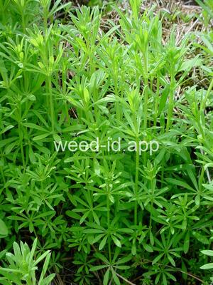 bedstraw, catchweed