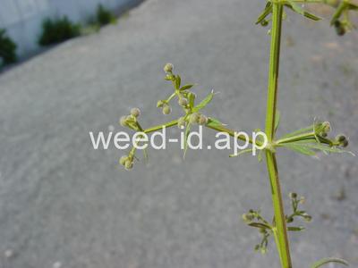 bedstraw, catchweed
