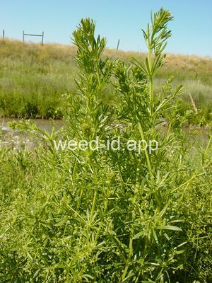 bedstraw, catchweed
