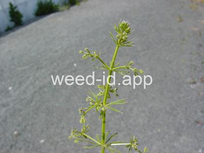 bedstraw, catchweed