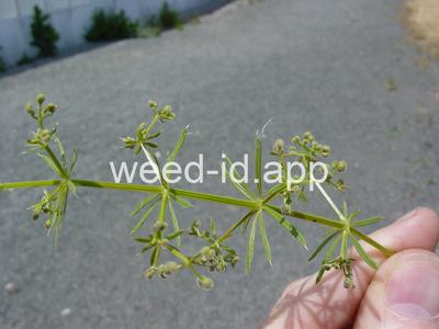 bedstraw, catchweed