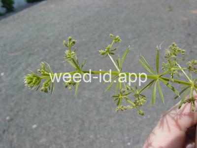bedstraw, catchweed