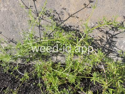bedstraw, catchweed